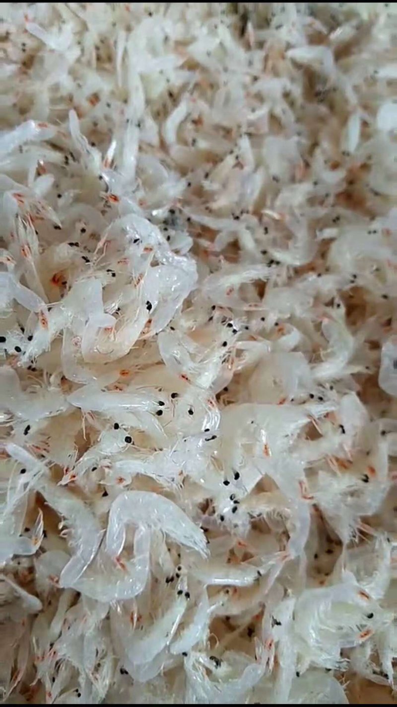 新鲜淡干虾皮特级无盐补钙虾米干货海鲜海产婴儿宝宝即食