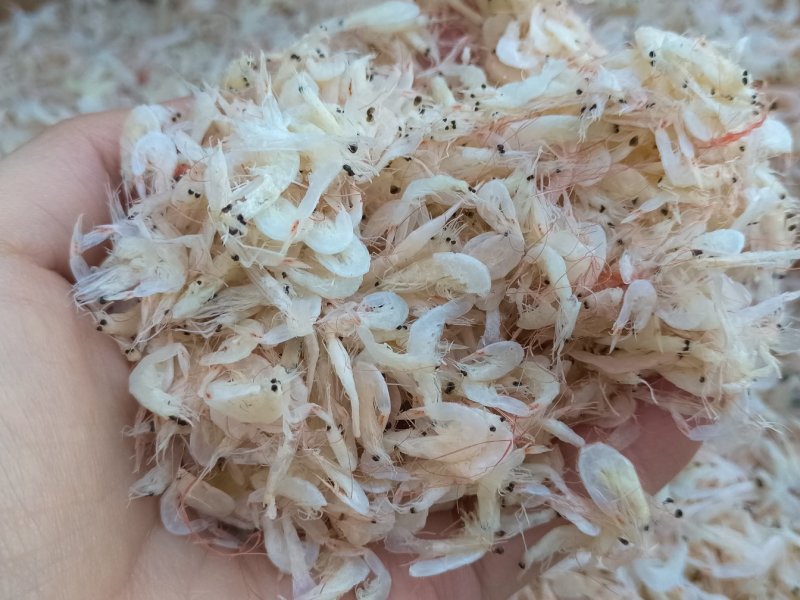 新鲜淡干虾皮特级无盐补钙虾米干货海鲜海产婴儿宝宝即食