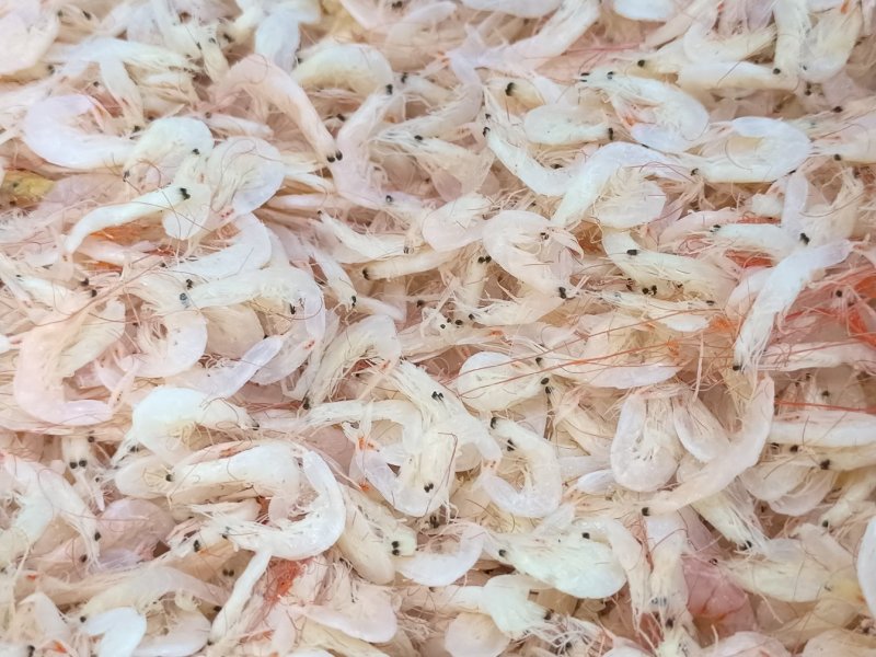 新鲜淡干虾皮特级无盐补钙虾米干货海鲜海产婴儿宝宝即食