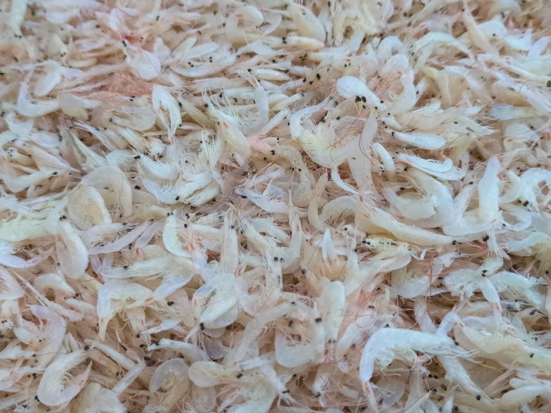 新鲜淡干虾皮特级无盐补钙虾米干货海鲜海产婴儿宝宝即食