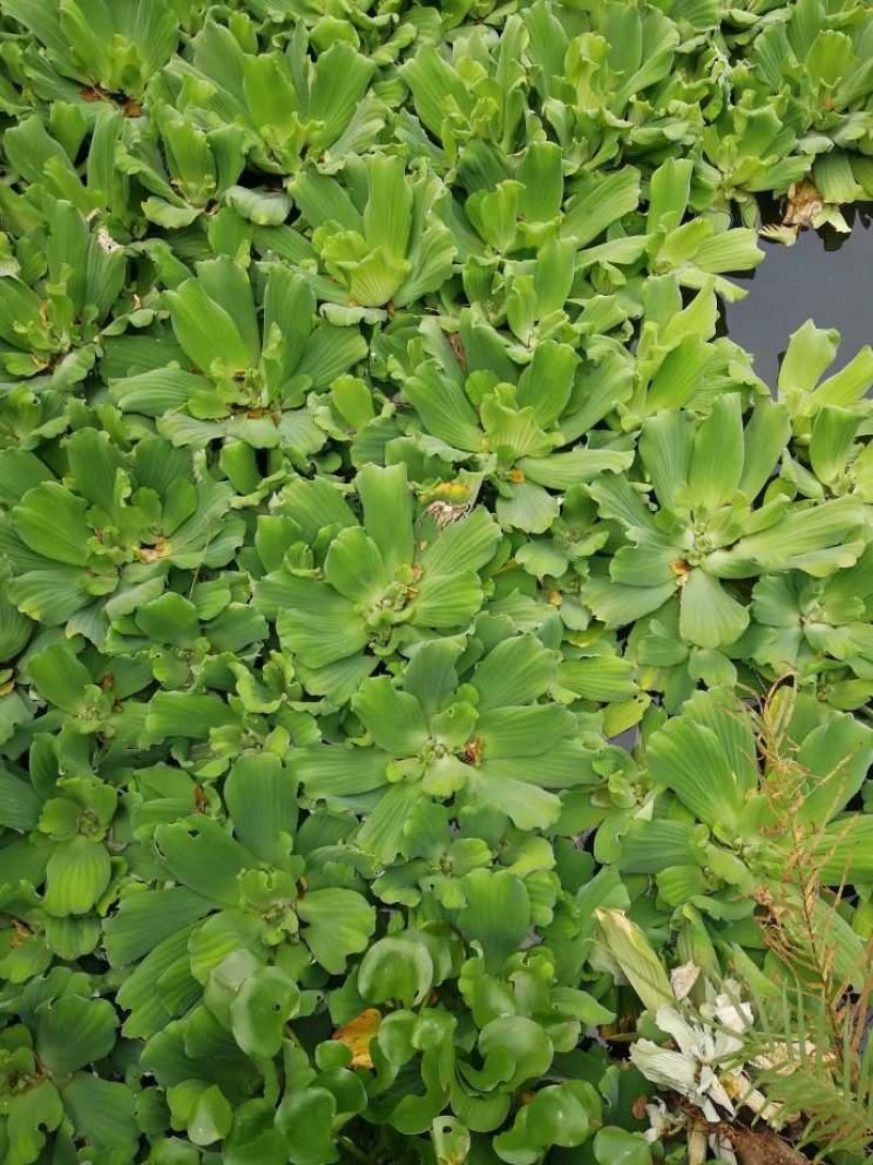 狐尾藻聚草大聚草自产自销