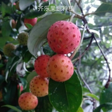 特色水果四照花果树苗石枣树种苗山荔枝实生裸根苗