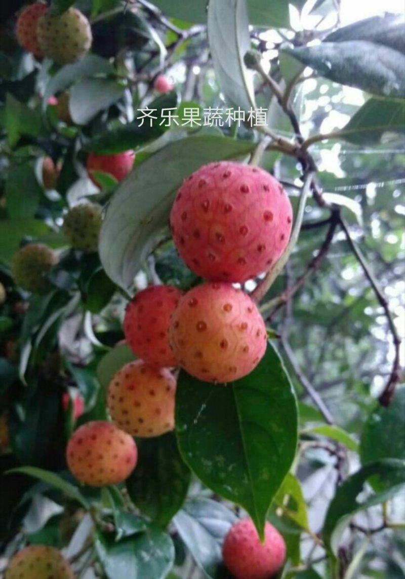 特色水果四照花果树苗石枣树种苗山荔枝实生裸根苗
