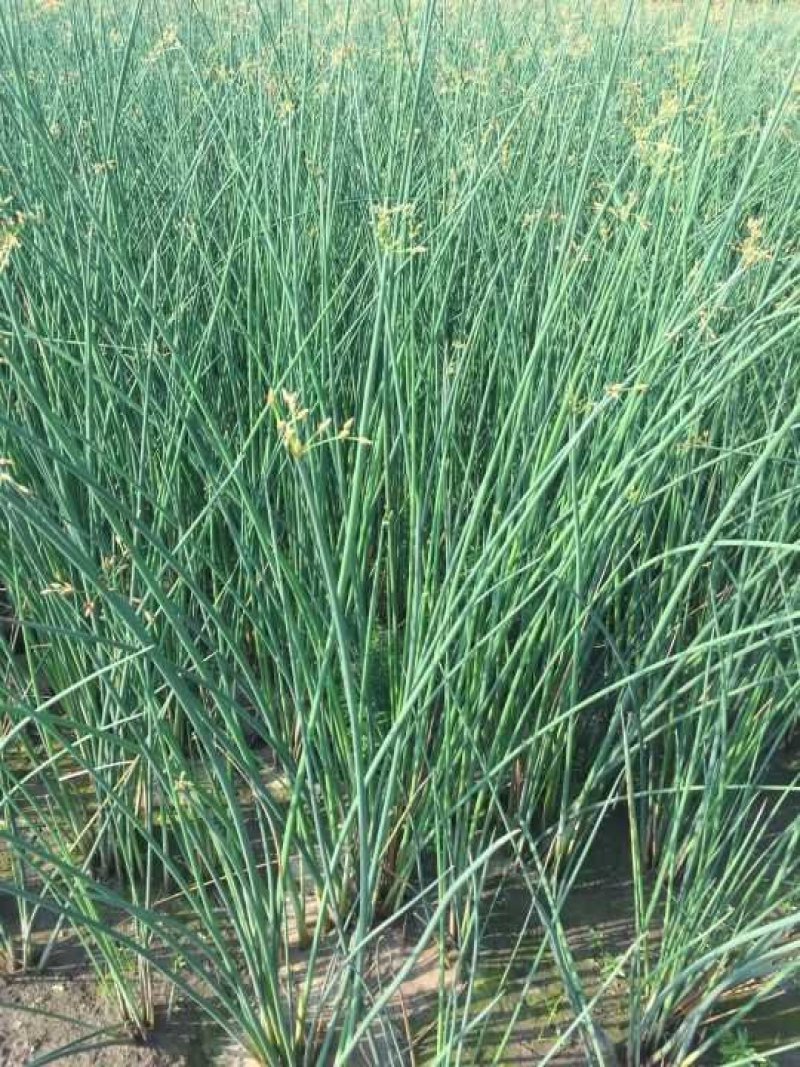 粉黛乱子草水生植物观赏草基地直销