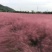 粉黛乱子草水生植物观赏草基地直销