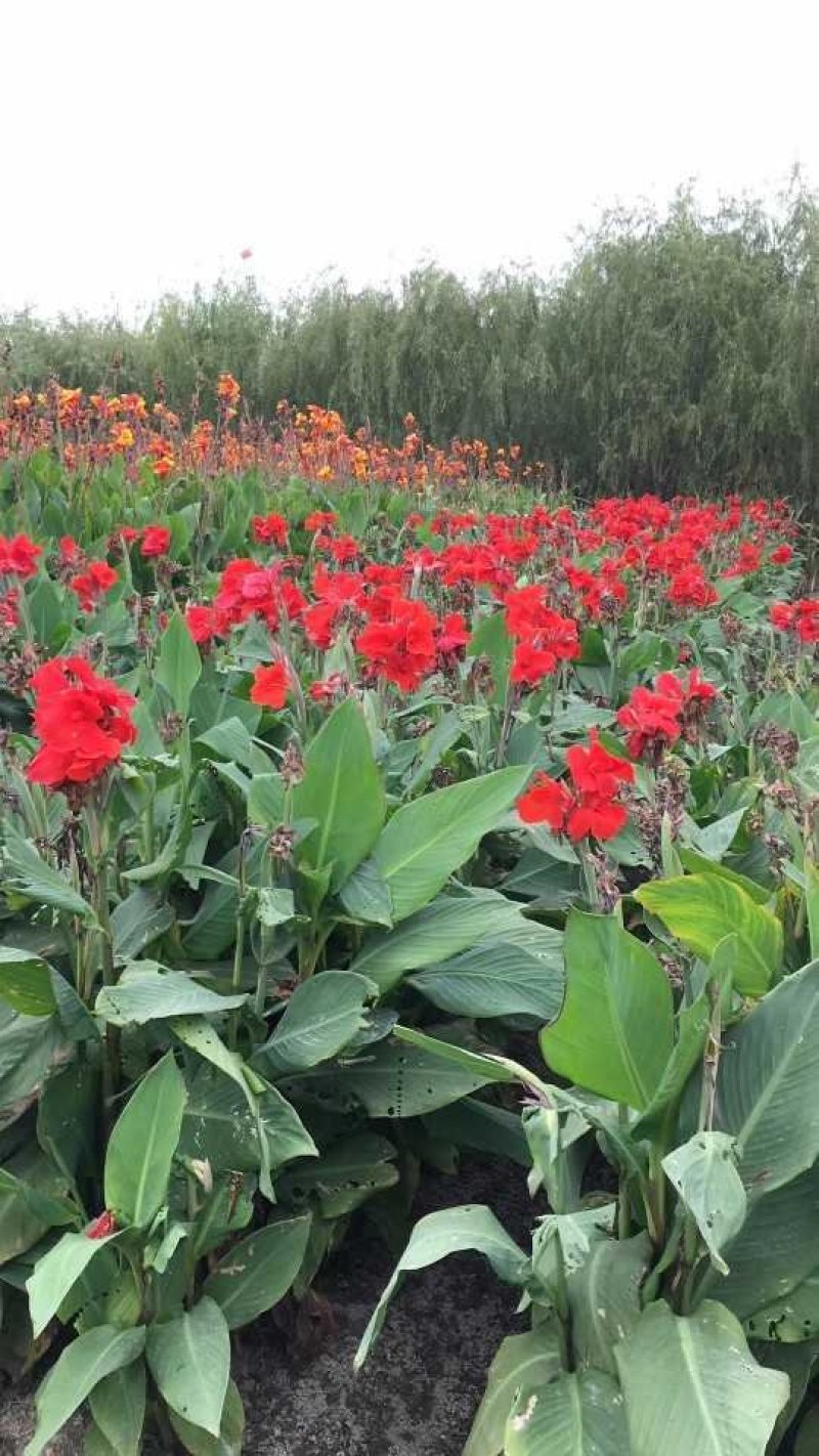 粉黛乱子草水生植物观赏草基地直销