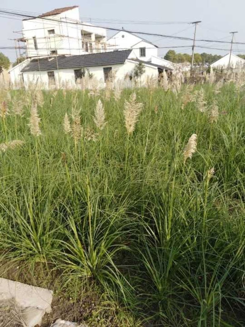 粉黛乱子草水生植物观赏草基地直销