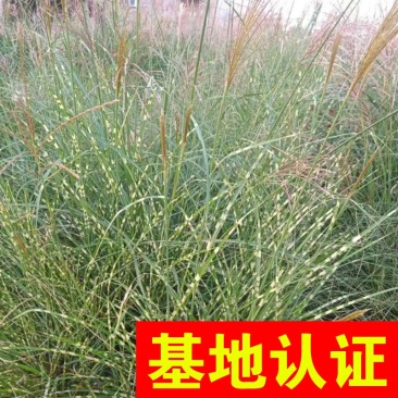 斑叶芒水生植物观赏草基地直销