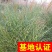 斑叶芒水生植物观赏草基地直销