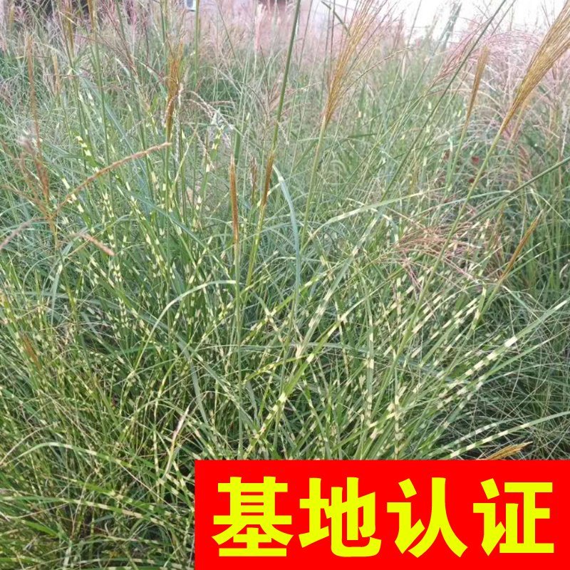 斑叶芒水生植物观赏草基地直销