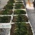 斑叶芒水生植物观赏草基地直销