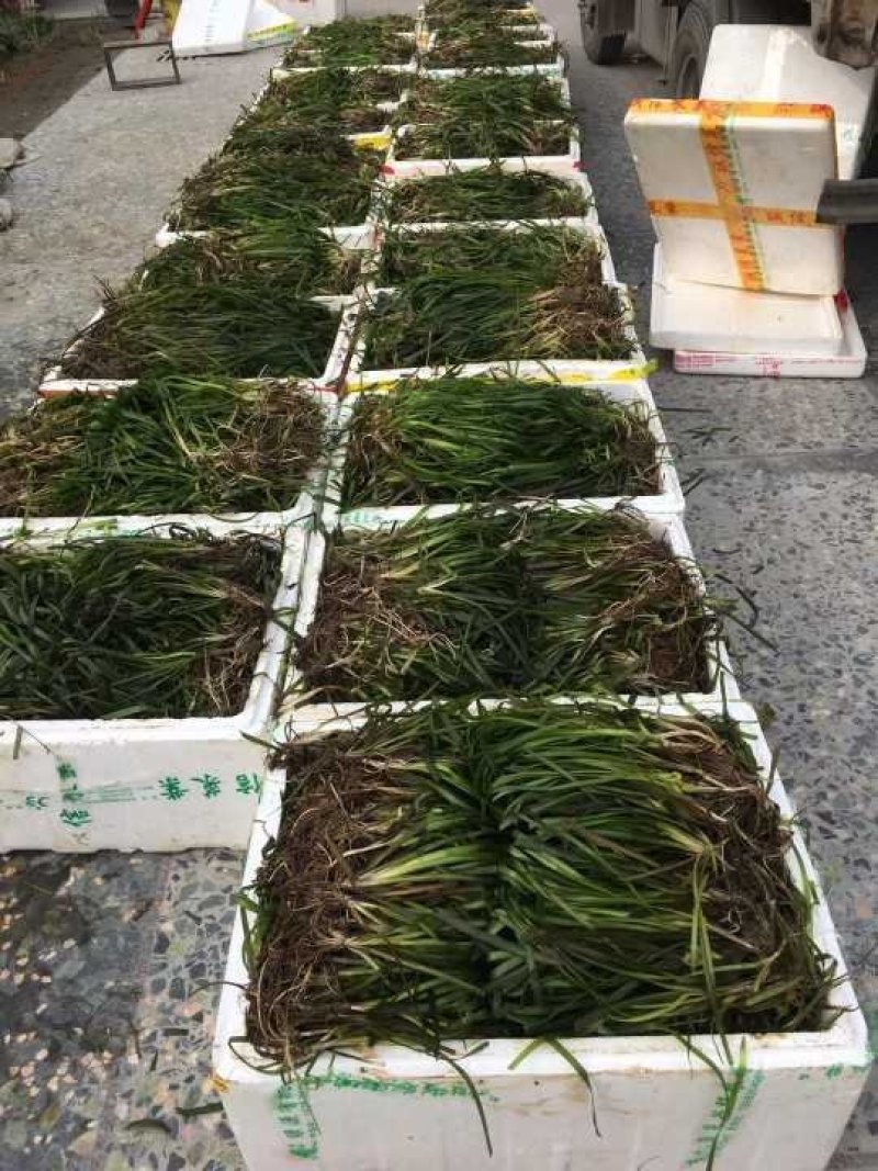 斑叶芒水生植物观赏草基地直销