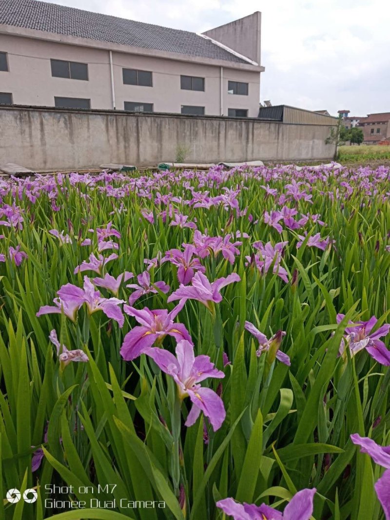 斑叶芒水生植物观赏草基地直销