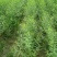【新桃树种子出售】当年的桃树新种子有休眠期的种子桃树种子