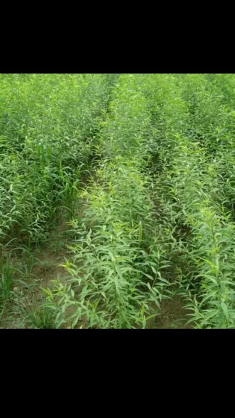 【新桃树种子出售】当年的桃树新种子有休眠期的种子桃树种子