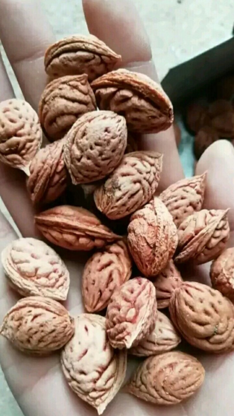 【新桃树种子出售】当年的桃树新种子有休眠期的种子桃树种子