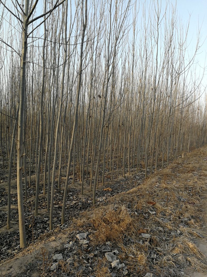 供应：毛白杨1.5~12公分