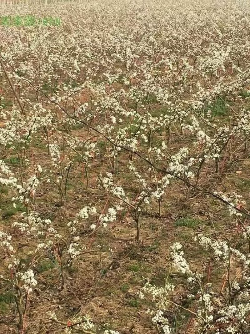 金果梨苗，晚秋梨苗，红啤梨，日本甜桃