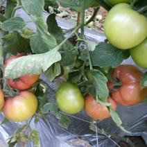 米易县弯丘乡麻窝村，大量供应粉果番茄