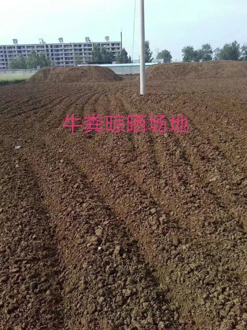 纯干牛粪，颗粒牛粪，风干牛粪，牛粪颗粒，纯牛粪肥