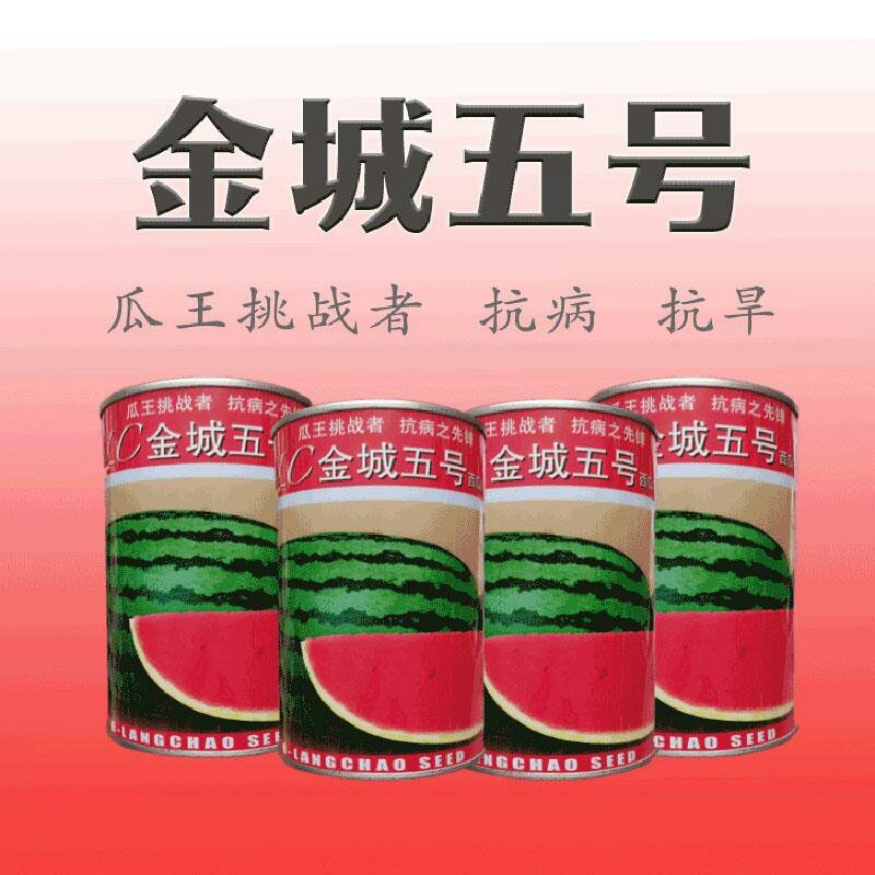 特大西瓜种子金城五号高产耐旱中晚熟西瓜种免整枝懒汉瓜红心