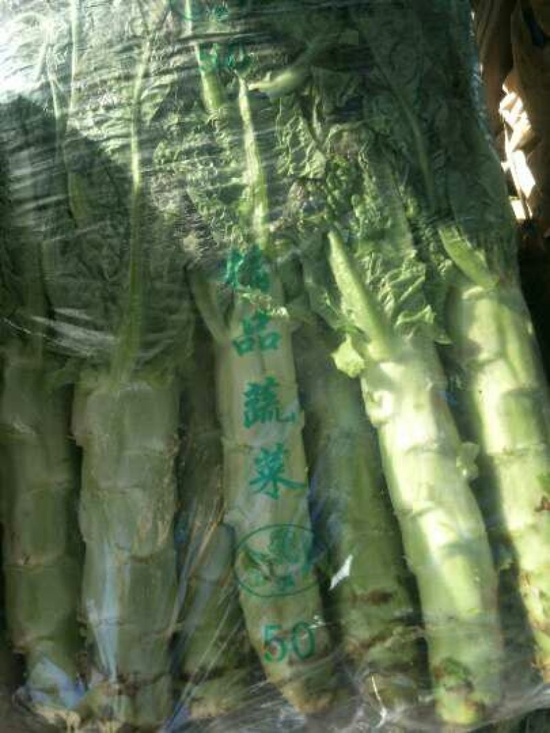 紫叶莴苣