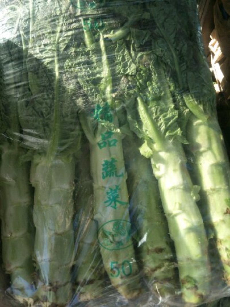 紫叶莴苣