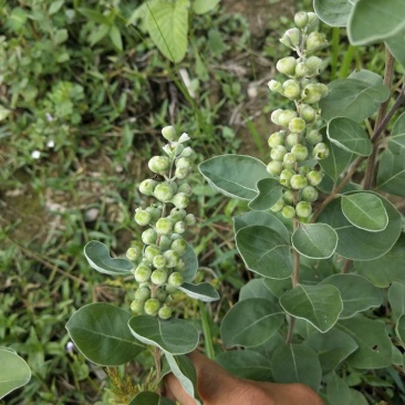 单叶蔓荆子苗（单叶正品）