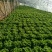 散叶生菜8两~9两，河北唐山市滦南县