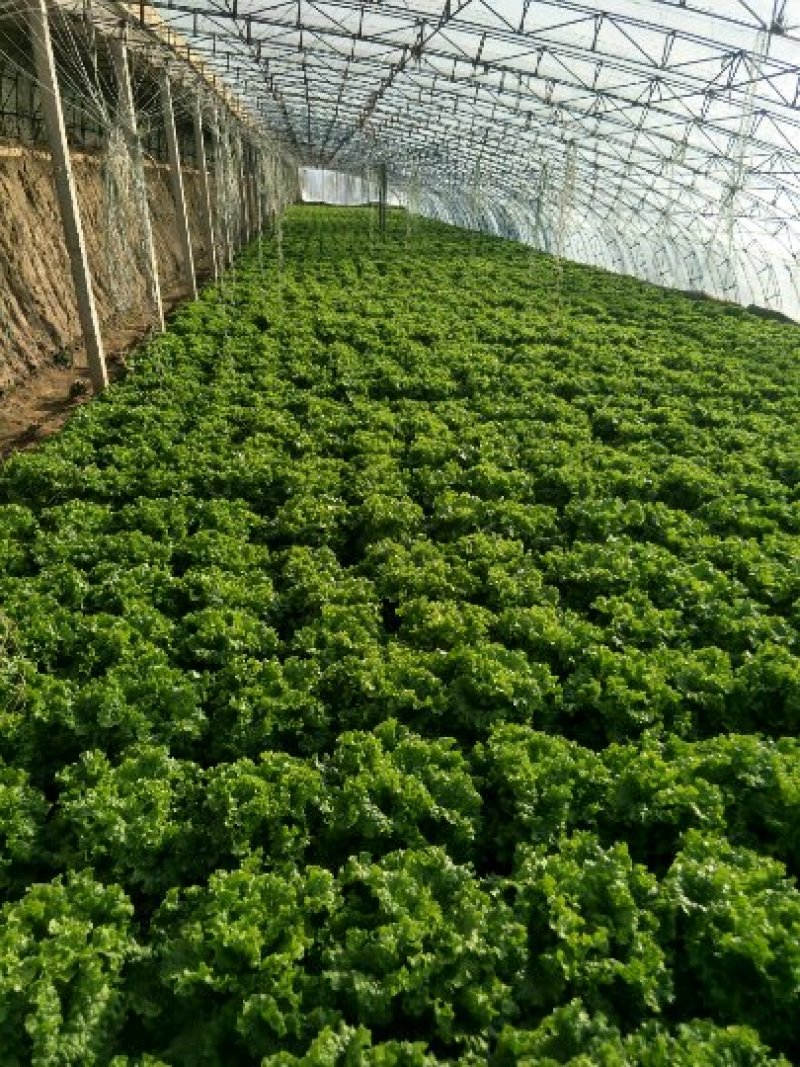散叶生菜8两~9两，河北唐山市滦南县