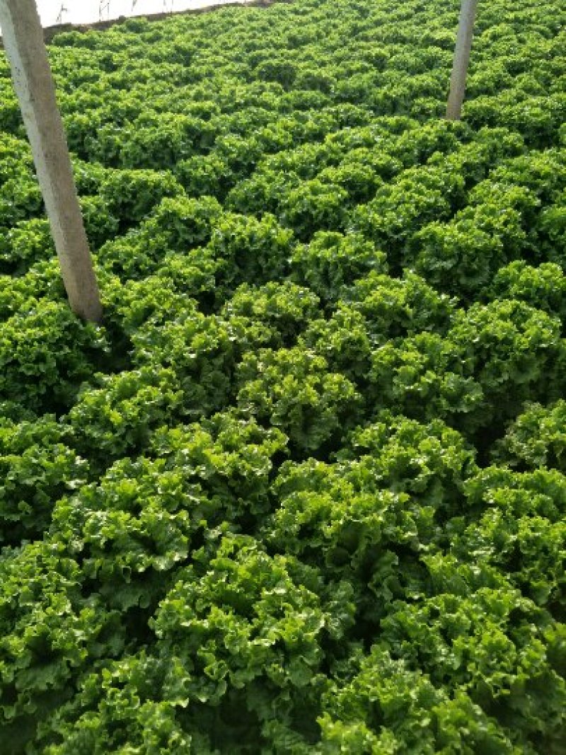 散叶生菜8两~9两，河北唐山市滦南县