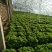 散叶生菜8两~9两，河北唐山市滦南县