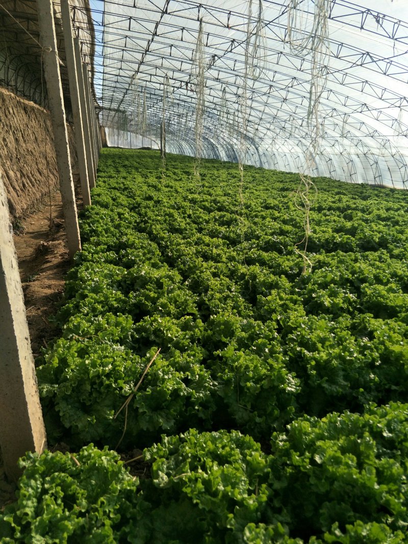 散叶生菜8两~9两，河北唐山市滦南县