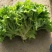 散叶生菜8两~9两，河北唐山市滦南县