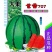 世雷707高产西瓜种子原装50克