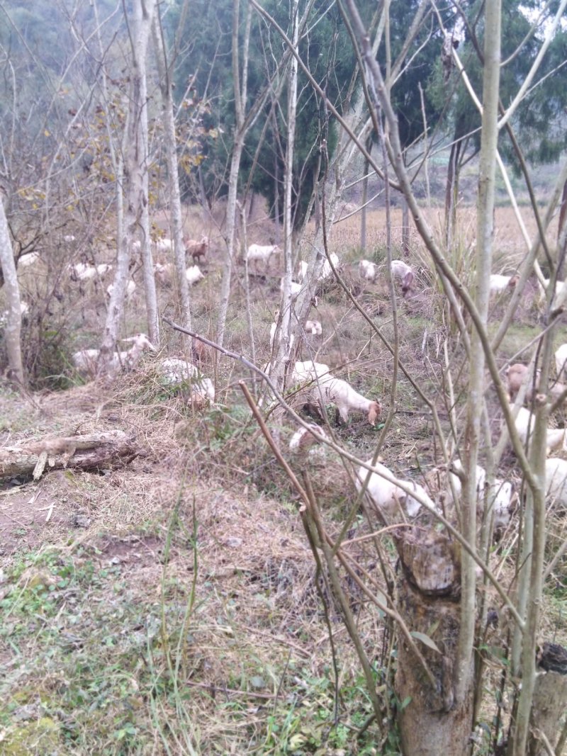 林燕羊业，