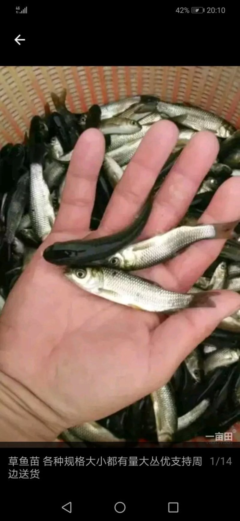 草鱼苗