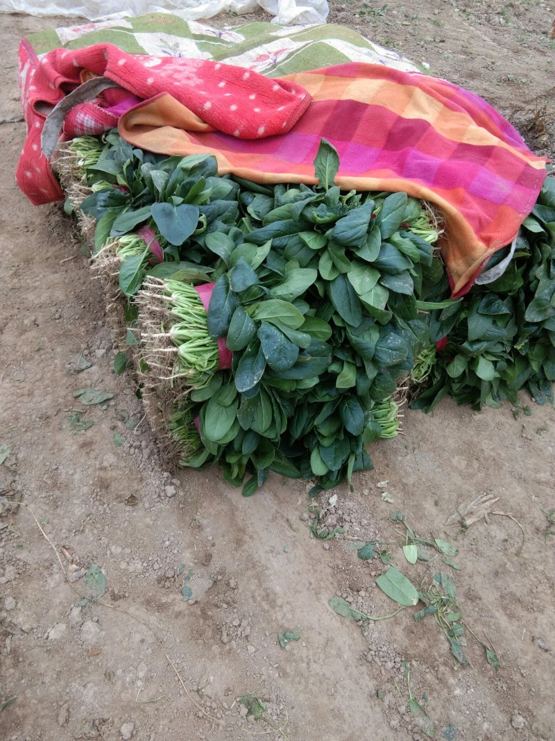 菠菜，基地特产，无公害，可以定棚，代办代发，手工好，期待