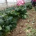 菠菜，基地特产，无公害，可以定棚，代办代发，手工好，期待