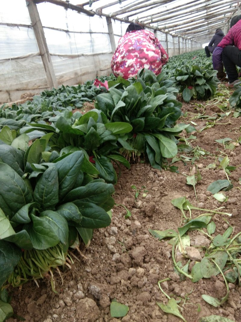 菠菜，基地特产，无公害，可以定棚，代办代发，手工好，期待