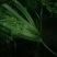西芹，西芹西芹西芹西芹