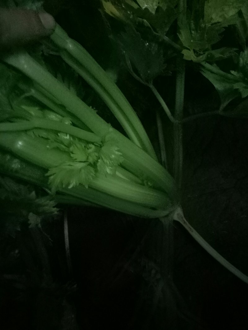 西芹，西芹西芹西芹西芹