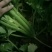 西芹，西芹西芹西芹西芹