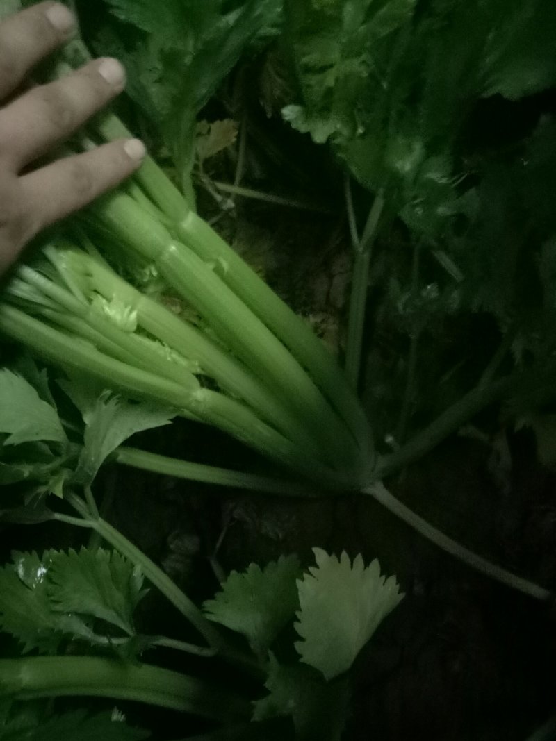 西芹，西芹西芹西芹西芹