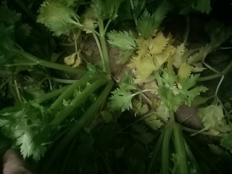 西芹，西芹西芹西芹西芹