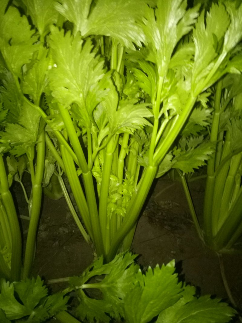 西芹，西芹西芹西芹西芹