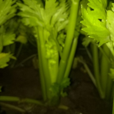 西芹，西芹西芹西芹西芹