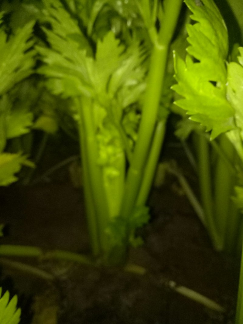 西芹，西芹西芹西芹西芹