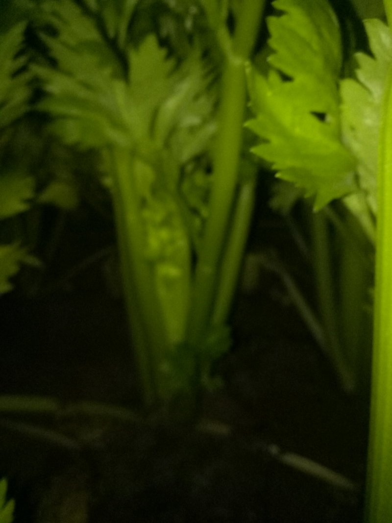 西芹，西芹西芹西芹西芹