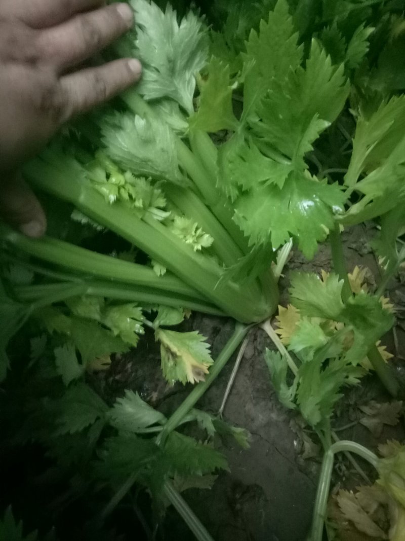 西芹，西芹西芹西芹西芹